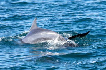 Dolphins swimming in the wild, Matsushima, Japan.