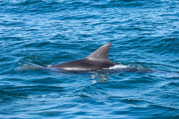 Dolphins swimming in the wild, Matsushima, Japan.