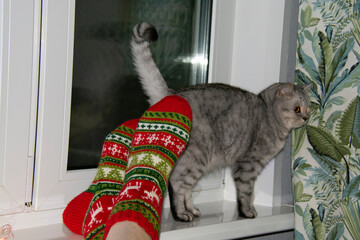 Male legs in New Year's socks with patterns of deer, Christmas trees and snowflakes against the background of a dark window. A gray cat stands nearby on the windowsill.