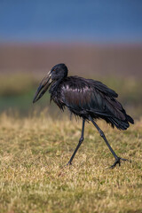 The African openbill (Anastomus lamelligerus) quest for prey in a shallow lagoon with water drops in the beak.Big black water bird with a strange beak in a green background.