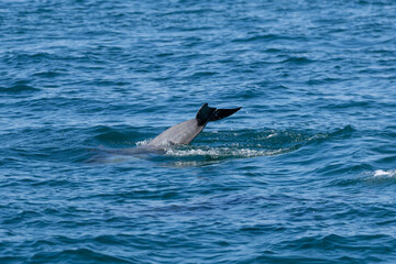 Fototapeta premium Dolphins swimming in the wild, Matsushima, Japan.