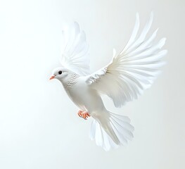 Fototapeta premium White Dove Soaring Gracefully in Flight, Wings Spread Wide, Peaceful Symbol of Hope and Tranquility