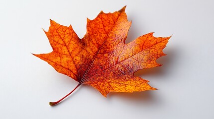 Fototapeta premium Single autumn leaf in bright orange hues isolated on a white background natural and minimalist design