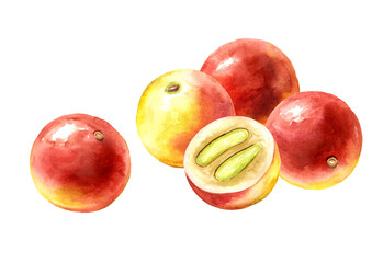 Camu-camu berries. Superfood. Watercolor hand drawn illustration isolated on white background