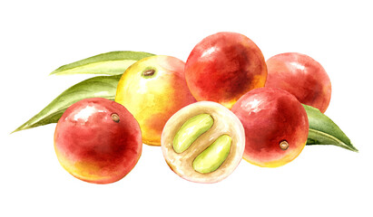 Camu-camu berries. Superfood. Watercolor hand drawn illustration, isolated on white background