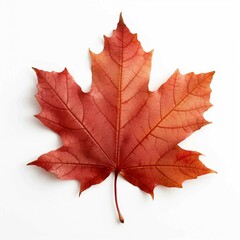 Obraz premium Autumn Leaf, Isolated white background, flat lay