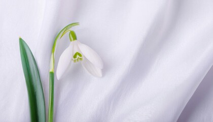 Fototapeta premium White Snowdrop Flower on a Draped Soft White Silk Fabric