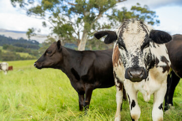 beautiful cattle in Australia  eating grass, grazing on pasture. Herd of cows free range beef being regenerative raised on an agricultural farm. Sustainable farming