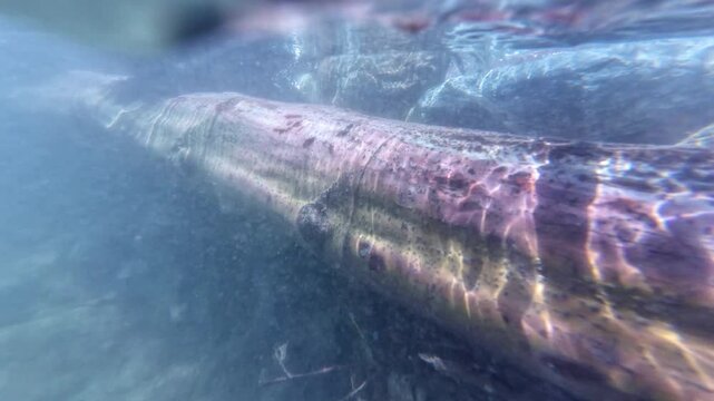 Underwater River Tree and Stones Slow Motion x2 Filmed at 60fps