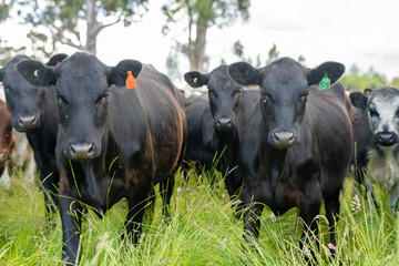 beautiful cattle in Australia  eating grass, grazing on pasture. Herd of cows free range beef being regenerative raised on an agricultural farm. Sustainable farming