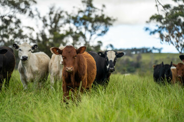 beautiful cattle in Australia  eating grass, grazing on pasture. Herd of cows free range beef being regenerative raised on an agricultural farm. Sustainable farming