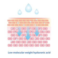 Low molecular weight hyaluronic acid vector illustration. This type of hyaluronic acid has smaller molecular structure, penetrate deeper in skin to boost collagen, hydration and long lasting plumping.