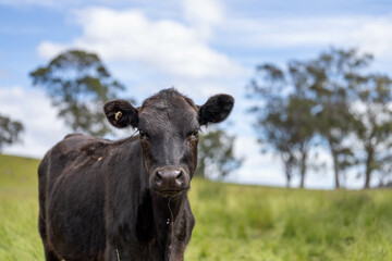 beautiful cattle in Australia  eating grass, grazing on pasture. Herd of cows free range beef being regenerative raised on an agricultural farm. Sustainable farming