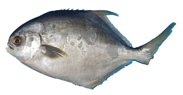 isolate of white pomfret fish on white background