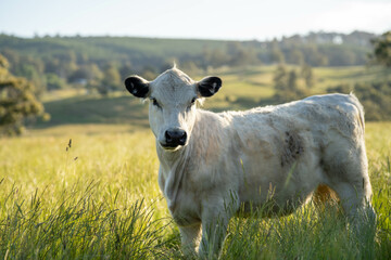 beautiful cattle in Australia  eating grass, grazing on pasture. Herd of cows free range beef being regenerative raised on an agricultural farm. Sustainable farming