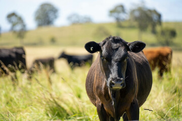 beautiful cattle in Australia  eating grass, grazing on pasture. Herd of cows free range beef being...