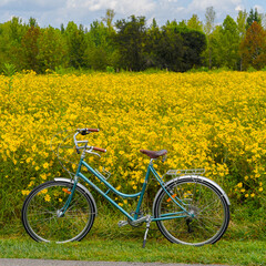 Blue bicycle beside field of yellow flowers