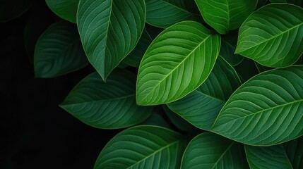 Fototapeta premium Micro foliage idea. Lush green leaves with intricate textures against a dark background, ideal for nature themes.