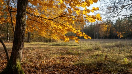 Fototapeta premium Vibrant autumn foliage illuminates a serene forest clearing in the early morning light