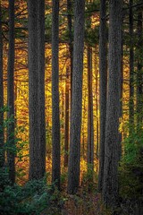 Obraz premium Towering loblolly pines stand together, sun illuminating their distant sides
