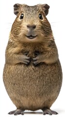 Obraz premium A cute, cartoonish guinea pig standing with a cheerful expression.