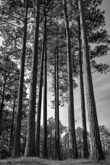 Naklejka premium Towering loblolly pines stand together, sun illuminating their distant sides