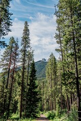 Scenic mountain view framed by tall pine trees.