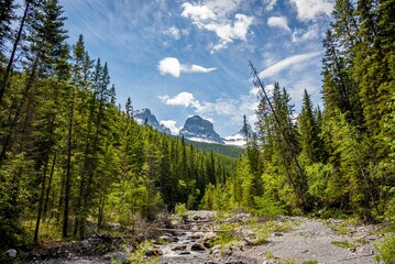 Obraz premium Lush forest and majestic mountains under blue sky