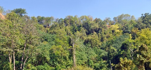 green forest in the mountain