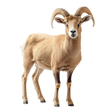 Angled view full body shot of an extremely perfect looking single Aoudad Sheep animal isolated on a white transparent background