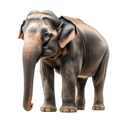 Fototapeta premium Angled view full body shot of an extremely perfect looking single Asian Elephant animal isolated on a white transparent background