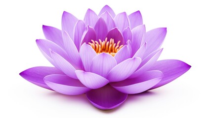 Purple lotus flower in full bloom with vibrant petals and contrasting yellow stamen against a clean white background for serene visuals.