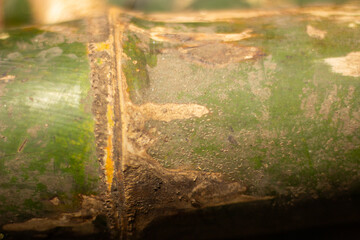 Close-up of green bamboo showing natural textures, peeling marks, and organic weathering, perfect for eco-themed backgrounds