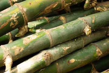 A stack of green bamboo stems with natural textures, used for building or crafting materials