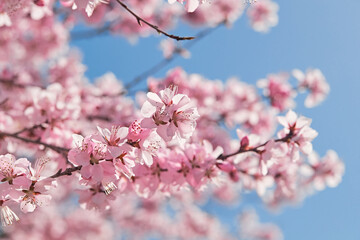 Obraz premium Peach blossoms blooming outdoors in spring