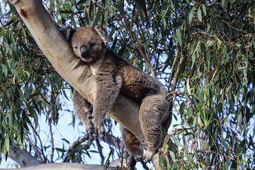 Super cute picture of a Koala sleeping on a tree with legs and arms hanging off the branch.  Adult koala on a eucalyptus tree. Amazing endemic animal. Beautiful wildlife moment captured in Victoria.