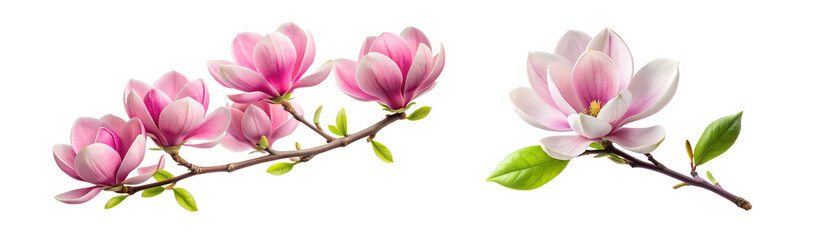 Fototapeta premium magnolia branch flower set cut out isolated on transparent background