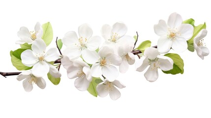 Fototapeta premium White apple blossoms in full bloom isolated on a white background showcasing delicate flowers and lush green leaves on a tree branch.