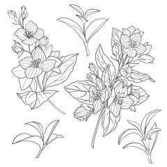 Hand drawn set with jasmine branches and tea leaves in black lines