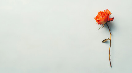 single bright orange rose in full bloom on light background, symbolizing beauty and elegance