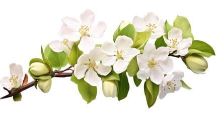 Fototapeta premium Apple Blossom Branch with White Flowers and Fresh Green Leaves Isolated on a White Background for Floral Design and Nature Themes