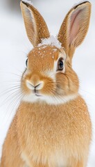 A close-up of a rabbit with snow on its head, set against a snowy background.