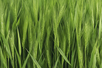 Naklejka premium Lush green barley field with tall, vibrant stalks swaying gently in breeze, showcasing beauty of nature and agricultural abundance