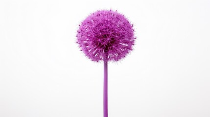 Vibrant purple Allium flower isolated on a clean white background showcasing its unique spherical shape and intricate petal details.