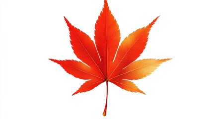 Vibrant red maple leaf on white background with clipping path for easy background replacement in design projects.