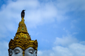 Bird is standing on Angel statue Head Statue