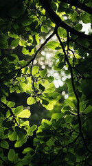 Oak Branches, Chiaroscuro Lighting, Dramatic Atmosphere, High Angle, Nature