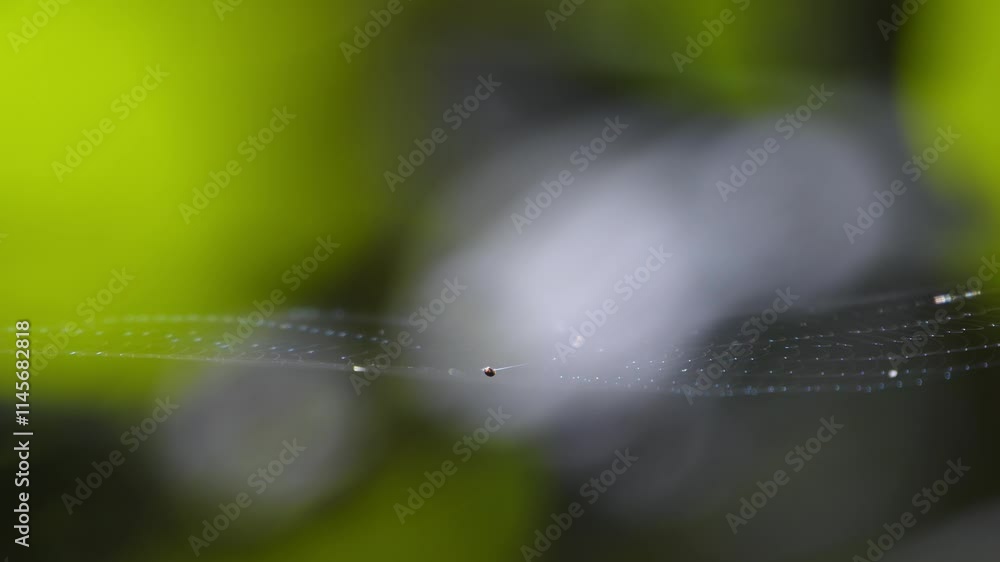 Poster fragile looking spider web moving in the breeze, slow motion glowing strands shining