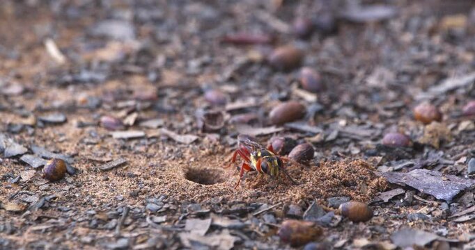 Brilliant red and yellow Ground Digger wasp circles its nest hole and cleans the surrounding in maintenance