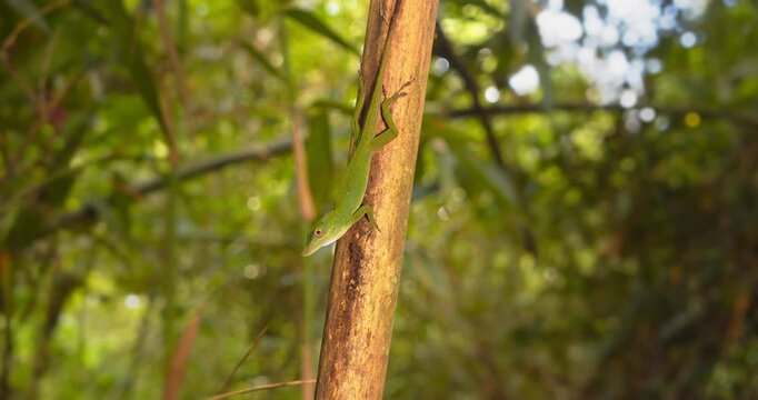 Anolis lizard on a tree trunk, camera circling it showing its long body and brilliant Green